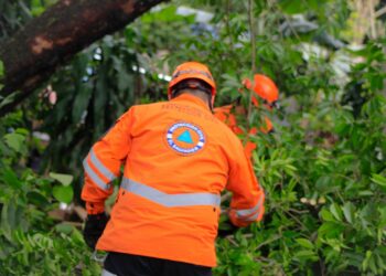 Retiran árbol caído debido a las lluvias en Santa Ana Centro