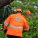 Retiran árbol caído debido a las lluvias en Santa Ana Centro