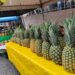 Fiesta, sabor y tradición en la Feria de la Piña Ostumeña 2025