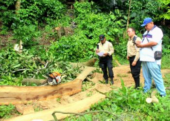 Autoridades decomisan madera extraída ilegalmente de árboles protegidos en Tonacatepeque