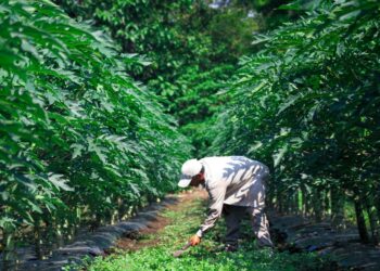 Iniciativas locales y comercio directo fortalecen el campo nacional