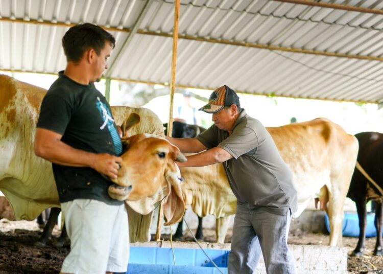 Municipalidad de Santa Ana Centro apoya a ganaderos con campaña de vacunación contra gusano barrenador