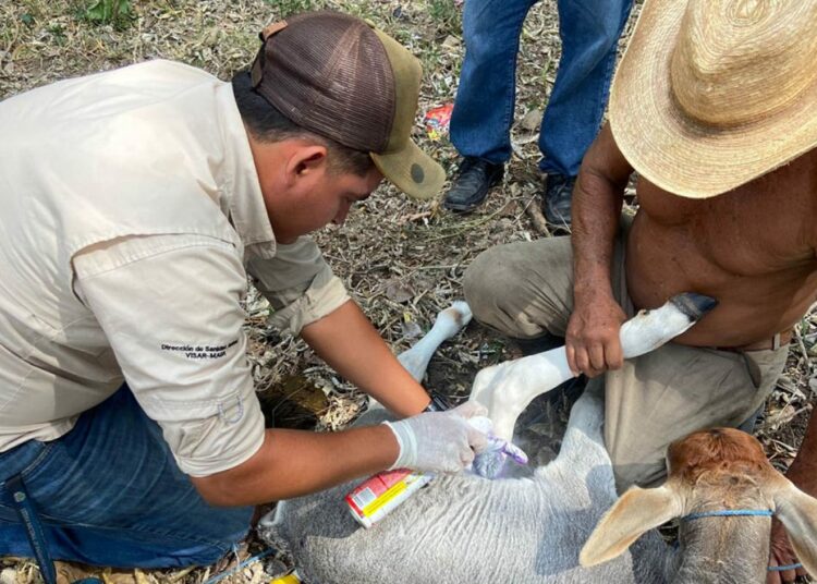 Guatemala confirma 16 casos de gusano barrenador en humanos