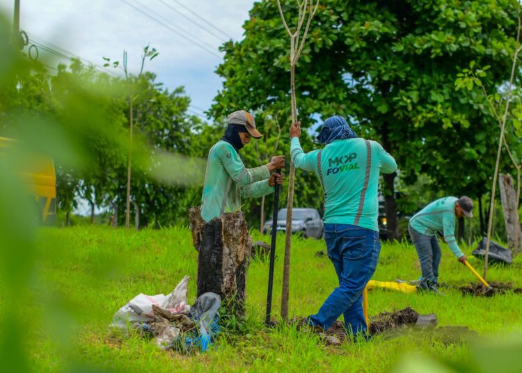 MOP avanza con la siembra de árboles entre San Juan Opico y Quezaltepeque