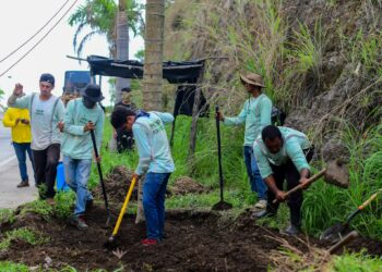 MOP siembra palmeras en ruta hacia Surf City como parte de su programa de reforestación
