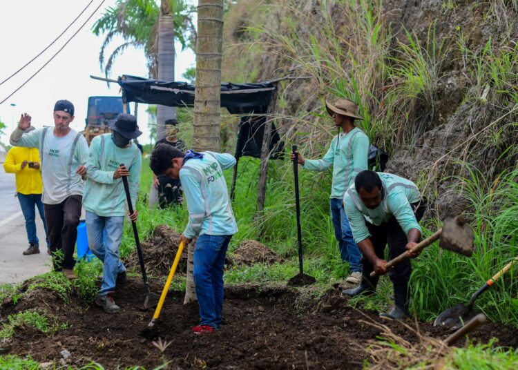 MOP siembra palmeras en ruta hacia Surf City como parte de su programa de reforestación
