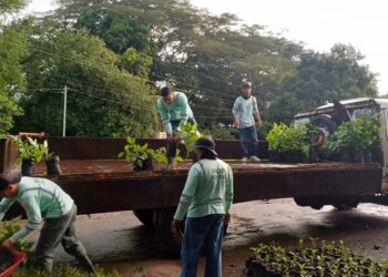 MOP lidera siembra de miles de árboles en autopistas y zonas clave del país
