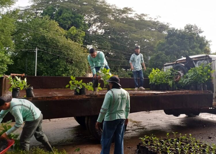 MOP lidera siembra de miles de árboles en autopistas y zonas clave del país