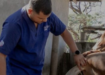 GOBIERNO INTENSIFICA CAMPAÑA DE DESPARASITACIÓN DE GANADO Y MASCOTAS CONTRA EL GUSANO BARRENADOR