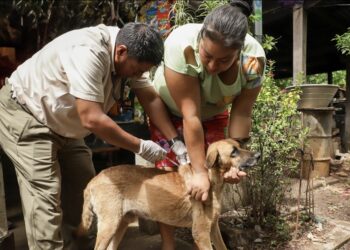 EL MAG CONTINÚA COMBATIENDO EL GUSANO BARRENADORCON PREVENCIÓN Y CURACIÓN A NIVEL NACIONAL