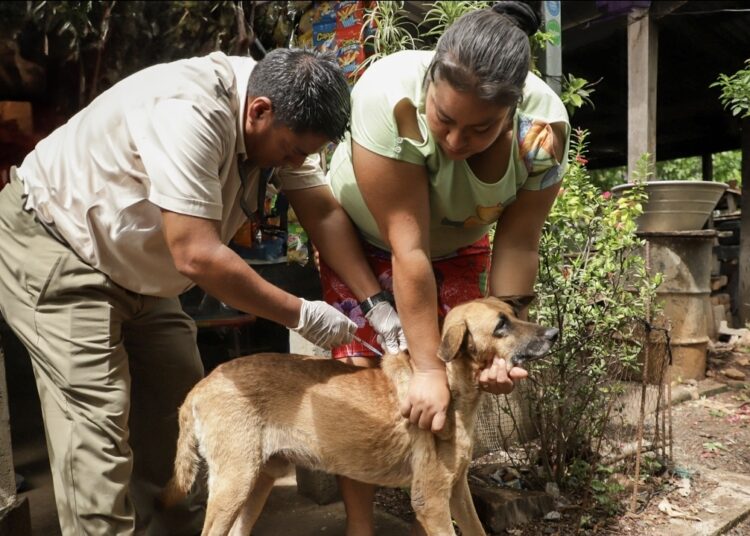 EL MAG CONTINÚA COMBATIENDO EL GUSANO BARRENADORCON PREVENCIÓN Y CURACIÓN A NIVEL NACIONAL