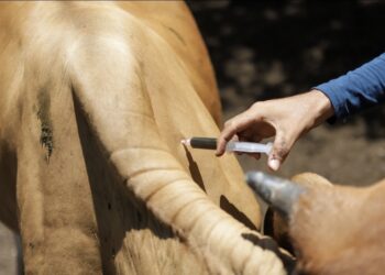 GANADEROS RECIBEN CAPACITACIONES PARA PREVENIR Y TRATAR EL GUSANO BARRENADOR