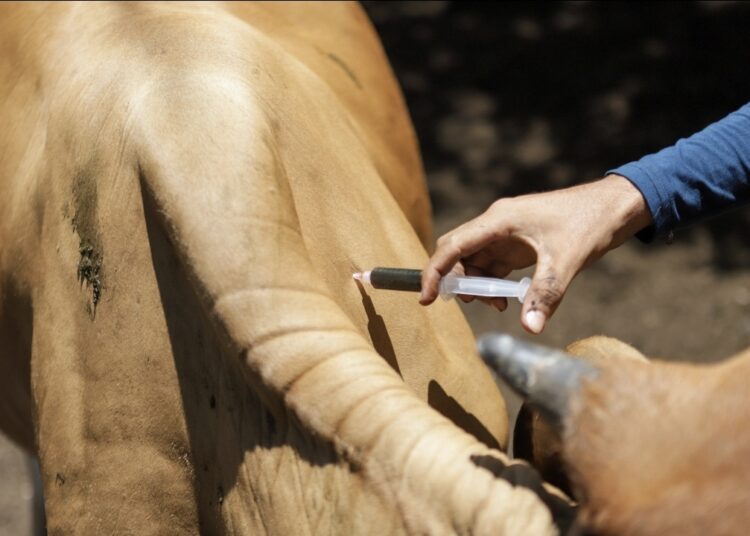 GANADEROS RECIBEN CAPACITACIONES PARA PREVENIR Y TRATAR EL GUSANO BARRENADOR