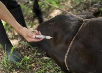 MÁS ZONAS DEL PAÍS SON ATENDIDAS PARA FORTALECER LA SALUD ANIMAL ANTE EL GUSANO BARRENADOR