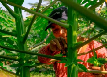 Del campo al plato: el esfuerzo de los agricultores que mantienen la producción en El Salvador