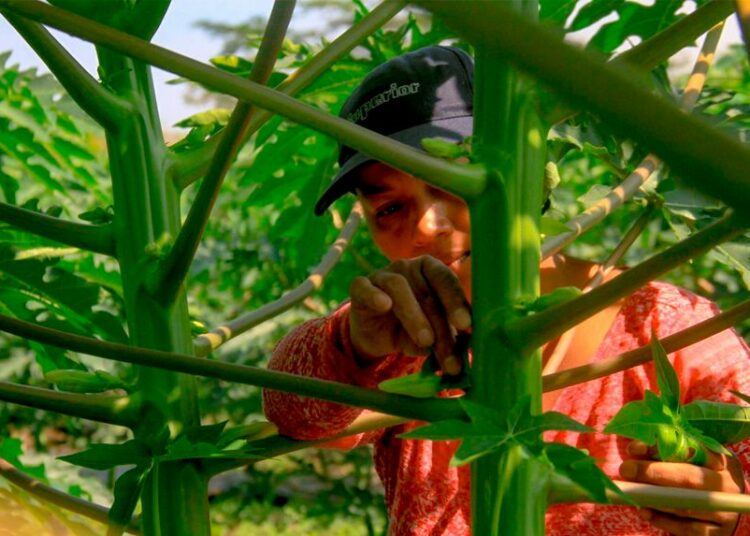 Del campo al plato: el esfuerzo de los agricultores que mantienen la producción en El Salvador