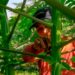Del campo al plato: el esfuerzo de los agricultores que mantienen la producción en El Salvador