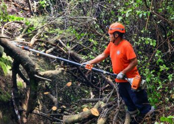 Protección Civil atiende caída de árbol en San Miguel en medio de la alerta verde por posibles efectaciones de ciclón