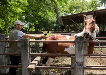 Gobierno amplía jornadas veterinarias para combatir el gusano barrenador