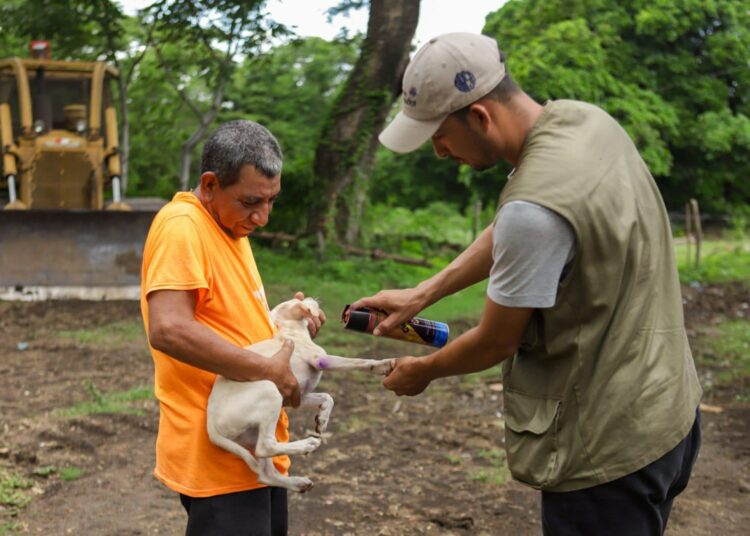 Instituciones coordinan esfuerzos para frenar el avance del gusano barrenador y proteger al ganado nacional