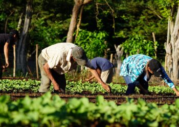 Programa Mundial de Alimentos apoya la producción eficiente de alimentos y el bienestar comunitario en El Salvador