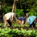 Programa Mundial de Alimentos apoya la producción eficiente de alimentos y el bienestar comunitario en El Salvador