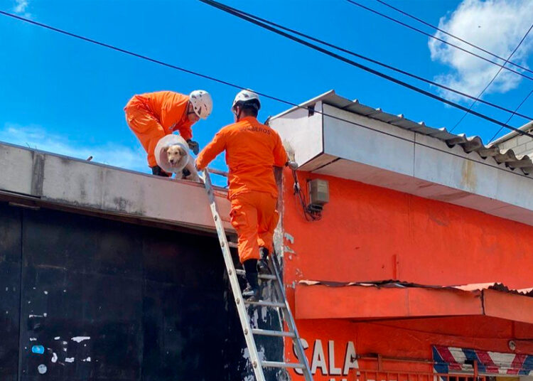 Bomberos rescatan a perrito atrapado en el techo de una vivienda en Santa Ana