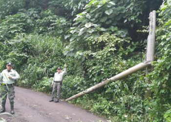 Agentes municipales restablecen paso hacia cantón Victoria tras caída de poste por lluvias