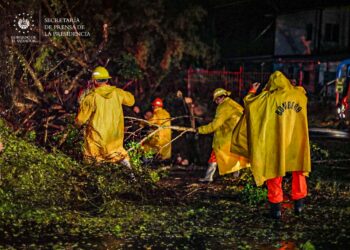 Restablecen el paso vehicular tras la remoción de árboles caídos