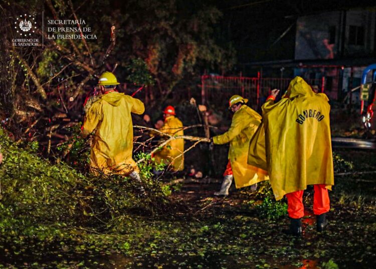 Restablecen el paso vehicular tras la remoción de árboles caídos