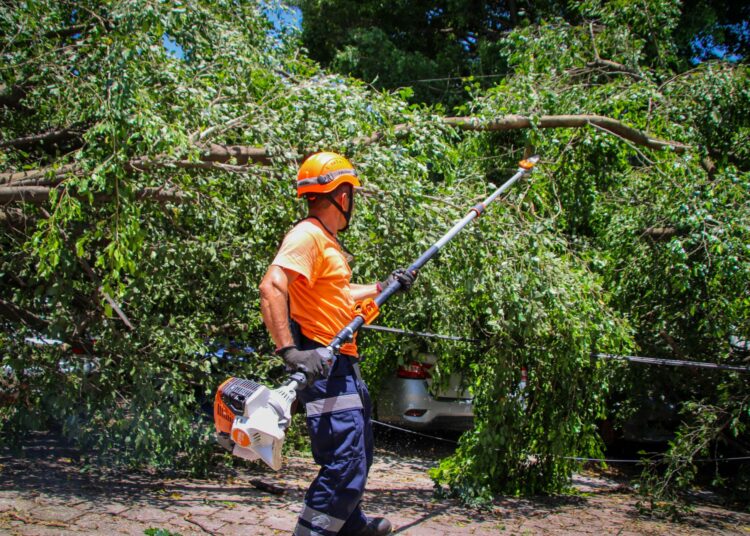 Remueven árboles caídos y evitan mayores afectaciones en Ciudad Delgado