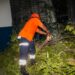 Atienden emergencias por caída de árboles durante las lluvias en distintos puntos del país