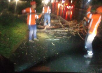 Retiran árbol caído debido a las lluvias en Quezaltepeque
