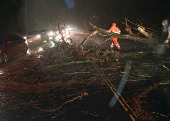 MOP y Fovial responden rápidamente a emergencias por árboles caídos en vías