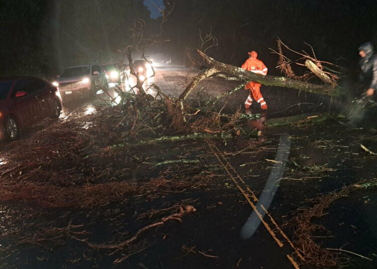 MOP y Fovial responden rápidamente a emergencias por árboles caídos en vías