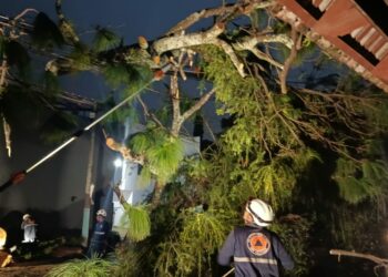 Liberan la vía en Colonia Escalón al retirar árboles caídos por fuertes vientos