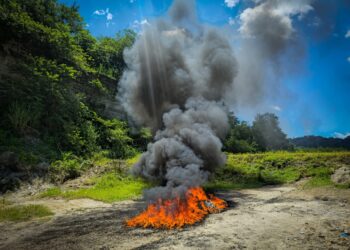 FGR y Policía destruyen droga decomisada en procesos judiciales finalizados y en curso
