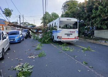 Árbol cae sobre unidad de la ruta 4T en Colonia Flor Blanca y deja dos personas lesionadas