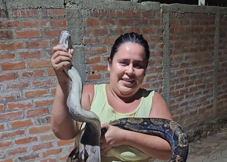 Mujer atrapa con sus manos una serpiente que se escondía en su vivienda, en Santa Ana