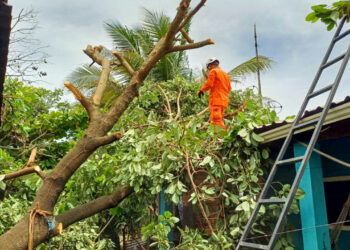 Bomberos remueven árbol caído sobre vivienda en Santiago Nonualco