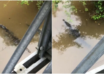 Cocodrilos aparecen con frecuencia en zanjón de San Francisco Menéndez