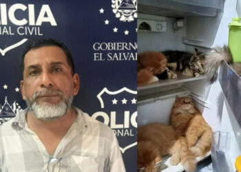 Fiscalía pide prisión provisional para acusado de asfixiar y congelar gatos en San Miguel