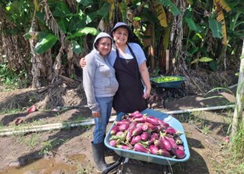 Agricultura salvadoreña avanza con tecnología, genética mejorada y producción sin intermediarios