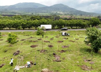 MOP lidera un ambicioso plan de reforestación en las carreteras del país