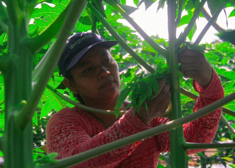 Sembrar para vivir: agricultura salvadoreña se reinventa ante los desafíos del mercado