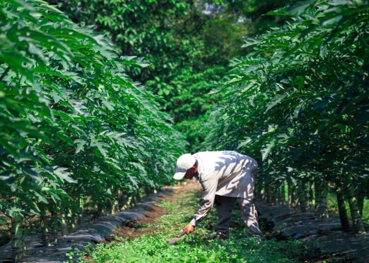 Productores salvadoreños adoptan modelos mixtos para enfrentar desafíos del agro y abrir nuevos mercados
