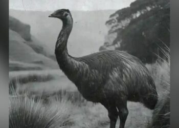 Director de “El Señor de los Anillos” financia plan para traer de vuelta al moa gigante