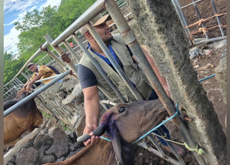 Spray salvadoreño combate eficazmente al gusano barrenador y ya está disponible en todo el país