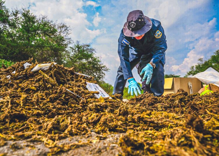 Autoridades destruyen droga valorada en más de $60,000 en distintos casos de narcotráfico