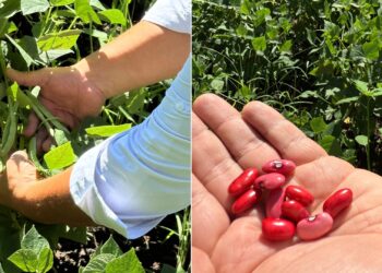 Gobierno apuesta por el frijol de invierno como medida clave para la seguridad alimentaria